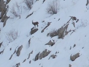 Dağ keçileri için seferber oldular