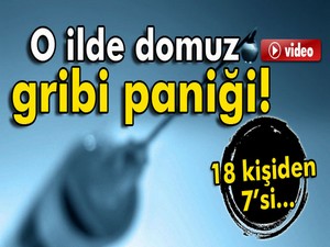 Giresun’da domuz gribi paniği!