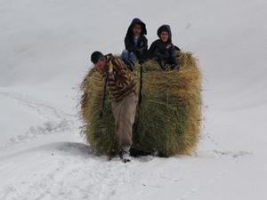 Kızaklarla dağdaki otları köye indiriyorlar