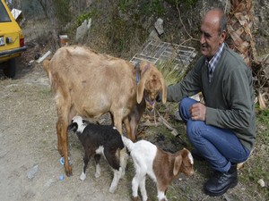 Keçi kuzu doğurdu