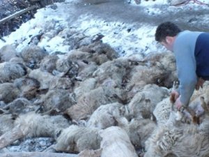 Çorum'daki heyelanda 110 hayvan telef oldu