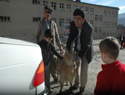 Teke'nin konforlu yolculuğu