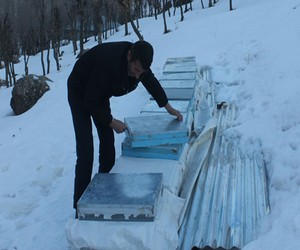 Beytüşşebap'ta bal arıları telef oldu.