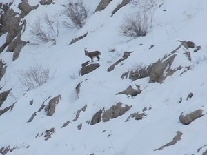 Kepenkler açılmayınca dağ keçisi izlemeye gittiler