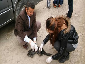 Hakkari'de yaralı kediye şefkat eli