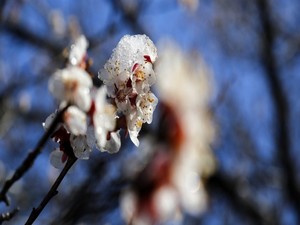 Gümüşhane'de Çicekler buz açtı