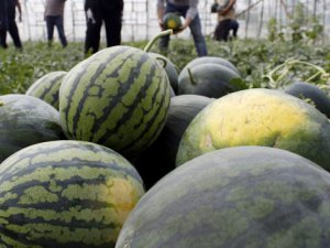 Türkiye’de karpuz hasadı başladı