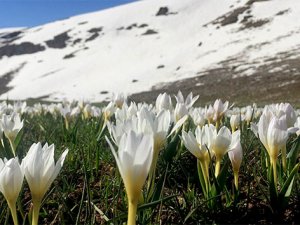 Van’ın iki güzel yüzü
