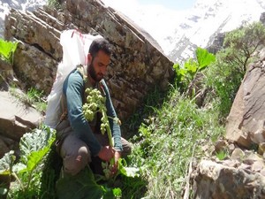 Uçkun geçim kaynağı oldu