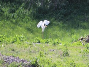 Hakkari'de Ak Balıkçı kuşları heyecanı yaşandı