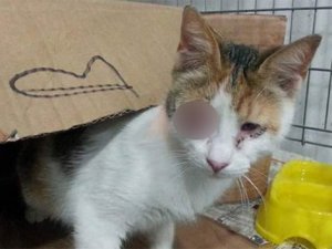 Patlatılan şüpheli kolide kedi çıktı