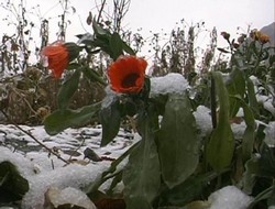 Hakkari'ye yılın ilk karı yağdı