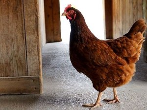 Tavuk Gübresi ile enerji üretilecek