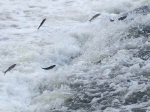 İnci kefallerinden görsel şölen