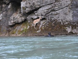 Mahsur kalan keçiyi dalgıçlar kurtardı