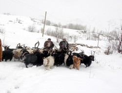 2 bin 500 koyun kurtarıldı