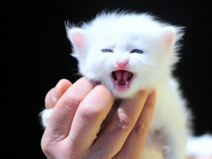 Yavru van kedileri görücüye çıktı