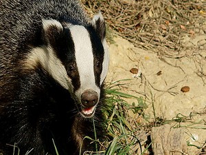Hakkari’de Porsuk hayvanı ölü bulundu