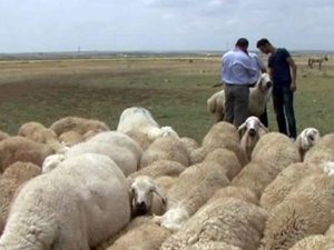 Çobanların evlenememe isyanı