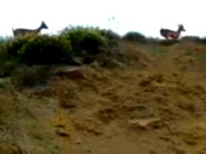 Hakkari’de tellere takılan dağ keçilerini çocuklar kurtardı