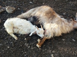 Hakkari'de başıboş köpekler 16 hayvanı telef etti