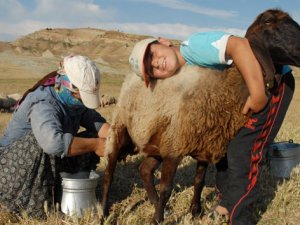 Berivanların Ramazan'da sıcakla imtihanı
