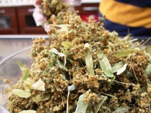 Ihlamurun fiyatında düşüş bekleniyor