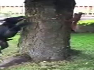 Sincap köpeği böyle çıldırttı