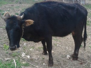 Geçitli köyünü şap hastalığı korkusu