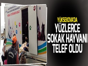 Yüksekova'da yüzlerce sokak hayvanı telef oldu