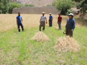 Hakkari’de buğday biçilmeye başlandı