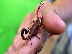 Hakkari’de Akrebin soktuğu genç kız öldü