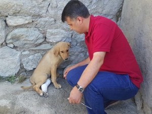 Aracın çarptığı köpek tedavi edildi