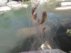 Geçitli köyü Katil Deresinde alabalık bereketi