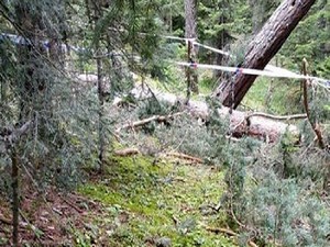 Kestiği ağacın altında öldü