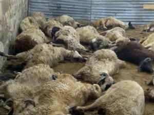 Kurtlar, kurbanlık 68 koçu telef etti