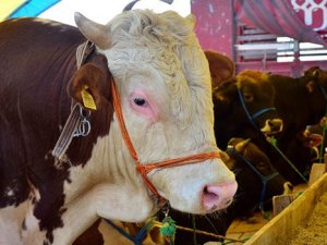 Kurbanlık fiyatları belirlendi!