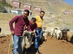 Hakkari'de kurbanlık hayvan pazarı denetlendi