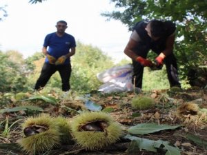 Katil arılar 20 bin ağacı kuruttu