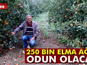 Elma para etmedi, 250 bin ağaç sökülüp odun olacak