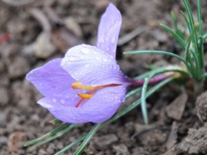 Bu çiçek altınla yarışıyor kilosu