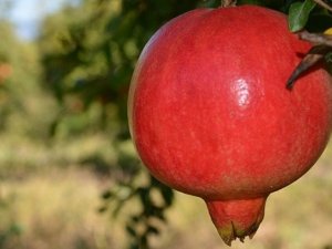 Nar kabuğunun bilinmeyen faydaları!