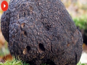 Bu mantarın kilosu 3 bin 500 euro