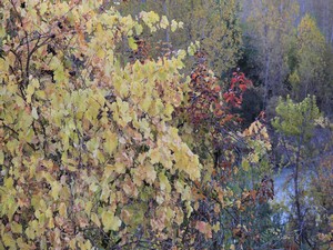Hakkari Çimenli köyünde sonbahar güzelliği