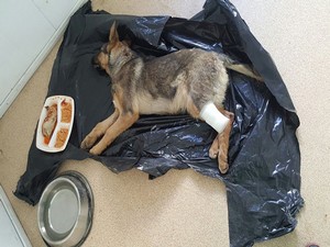 Sakatlanan köpeğe belediye sahip çıktı