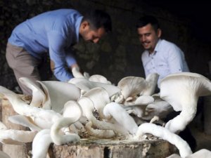 Mantarı geçim kaynağı oldu