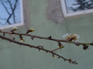 Kasım ayında Erik ağacı çiçek açtı!