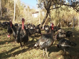 Hakkari’nin organik hindilerine büyük ilgi!