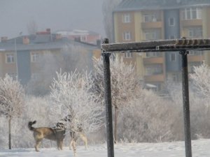 Bu ilimiz soğuklara karşı zor anlar yaşıyor!