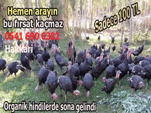 Doğal hindilerde yeni yıl indirimi!